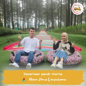 hutan-pinus-limpakuwus